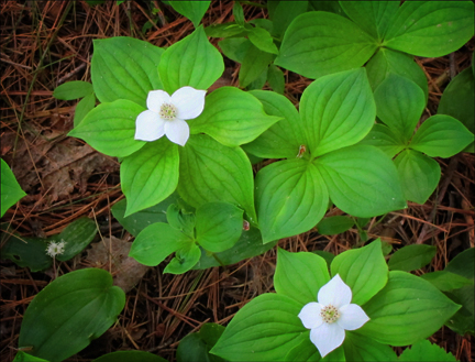 Adirondack Wildflowers:  Bunchberry on the Heron Marsh Trail at the Paul Smiths VIC